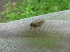 Choristoneura conflictana