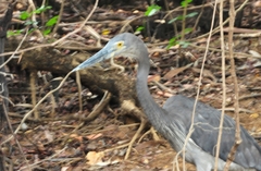 Ardea sumatrana