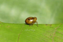 Hemisphaerius