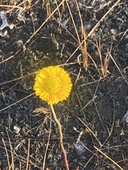Helenium pinnatifidum