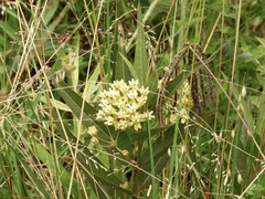 Asclepias mellodora