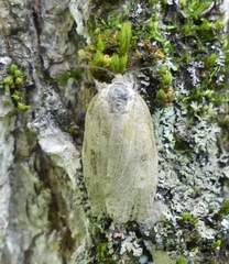 Choristoneura conflictana