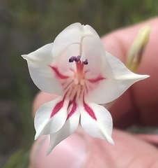 Gladiolus engysiphon