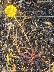 Helenium pinnatifidum