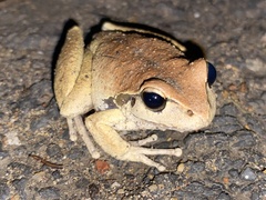 Ranoidea lesueuri