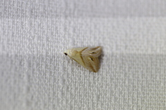 Eublemma