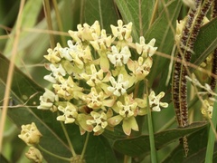 Asclepias mellodora