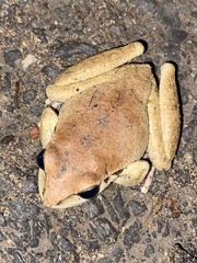 Ranoidea lesueuri