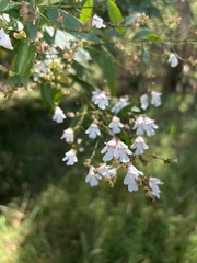 Prostanthera lasianthos lasianthos