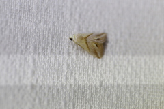 Eublemma