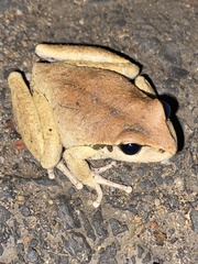 Ranoidea lesueuri