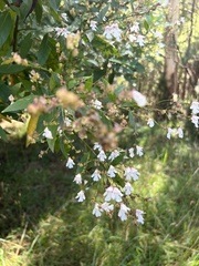Prostanthera lasianthos lasianthos