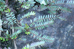 Phyllanthus rheophyticus