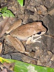 Ranoidea lesueuri