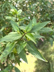 Prostanthera lasianthos lasianthos