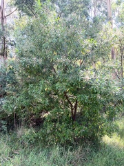 Prostanthera lasianthos lasianthos