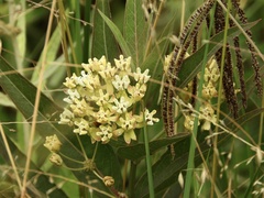 Asclepias mellodora