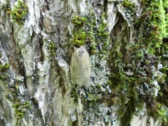 Choristoneura conflictana