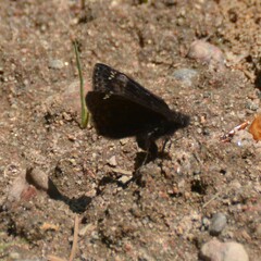 Erynnis juvenalis