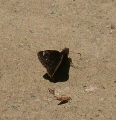 Erynnis juvenalis
