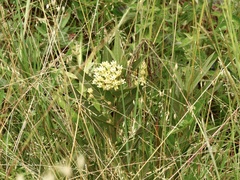 Asclepias mellodora
