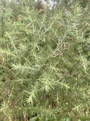 Ulex