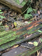 Lophosaurus spinipes