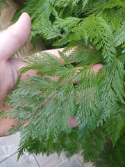 Davallia fejeensis