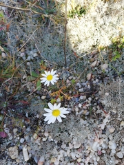Anthemis arvensis