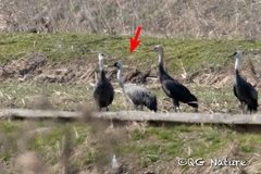 Grus grus × monacha