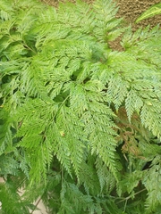 Davallia fejeensis