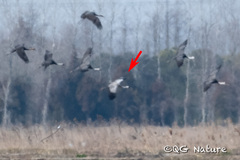 Grus grus × monacha