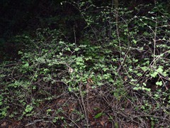 Symphoricarpos albus
