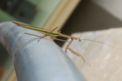 Tenodera australasiae