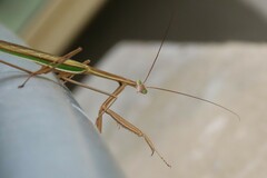 Tenodera australasiae