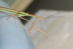 Tenodera australasiae