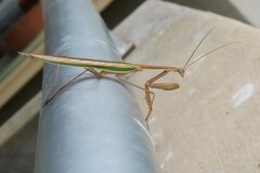 Tenodera australasiae