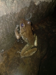 Lithobates maculatus