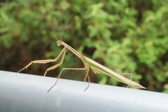 Tenodera australasiae