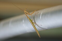 Tenodera australasiae