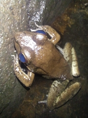 Lithobates maculatus