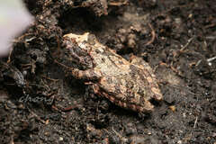 Buergeria oxycephala