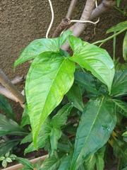 Syngonium angustatum