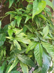 Syngonium angustatum