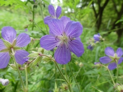 Geranium pratense