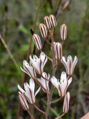 Eriospermum dielsianum