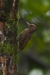 Dryobates passerinus