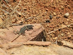 Pedioplanis laticeps