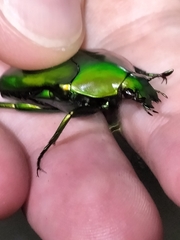 Ischiopsopha wallacei