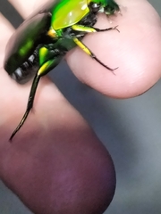 Ischiopsopha wallacei